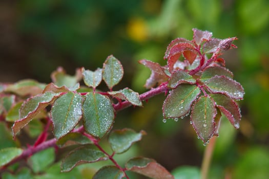 flower, macro, rose, autumn, colors, nature, flora, park, garden photo