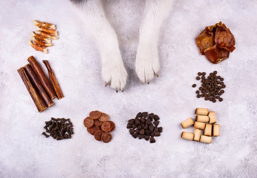 Assortment of different dog treats and snack photo