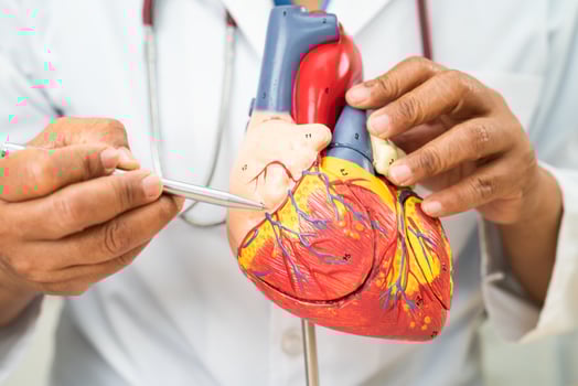 Cardiovascular disease CVD, Asian doctor holding human anatomy model for learn and treat heart disease. photo
