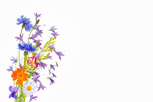 Wildflowers isolated on white background. photo