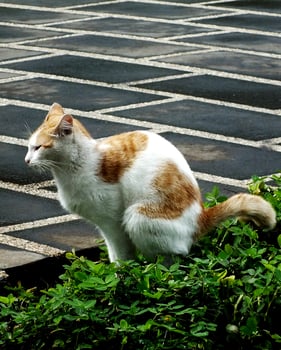 adorable fluffy and funny red cat defecating poops on an outdoor garden, domestic cats in nature concept. Stray cat in the city. photo