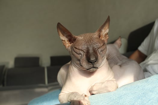 Sphinx cat with closed eyes on the sofa close-up with space for text. The concept of relaxation and tranquility photo