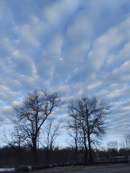 Cumulus round clouds white in blue sky over black silhouettes of trees photo