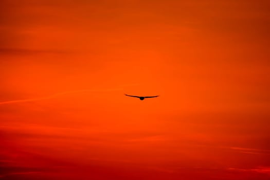 Eagle Flying Freely in the Morning Sky photo