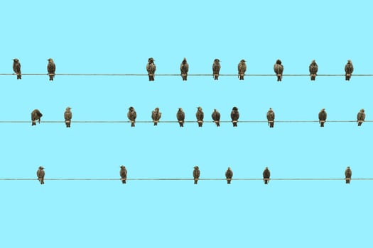 The Beauty of Birds Sitting in a Row photo