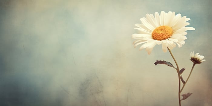 Vintage Daisy Flower On Textured Background With Copy Space. photo