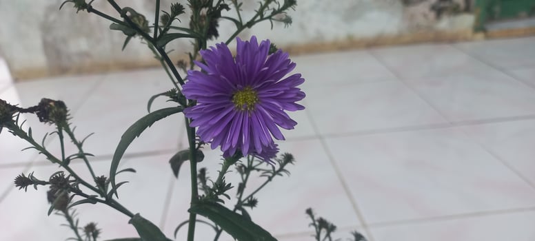 daisy amellus, purple flowers at home. photo