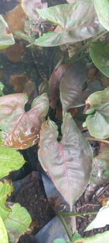 pink ornamental plants, Pink Syngonium in the garden photo