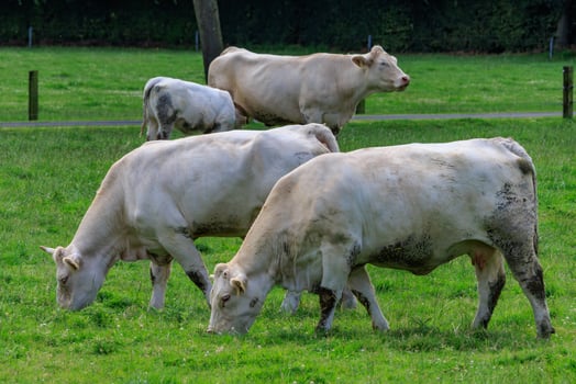 cows in westphalia photo
