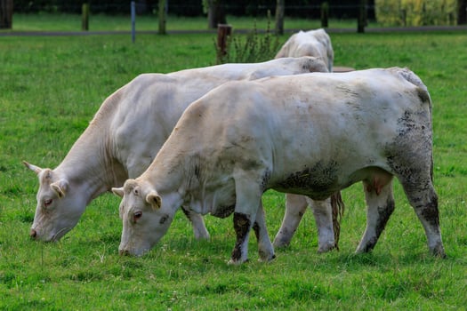 cows in westphalia photo