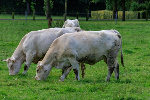 cows in westphalia photo