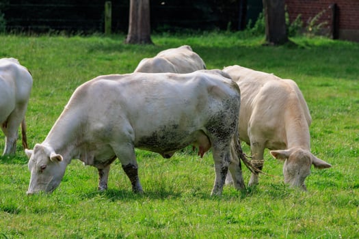 cows in westphalia photo