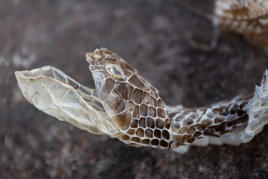 shedding of a yarara snake photo