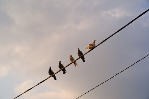 Nature Photography Flock of pet pigeons perched on an electric cable. Outdoor pets. Graphic Resources. Animal Landscape. Animal Behavior. photo