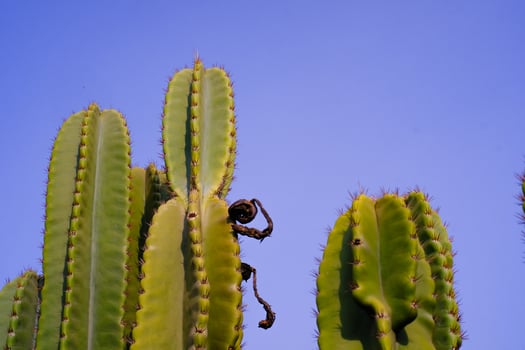 Nature Photography of towering green cactus plants with a blue sky background. Textured Details of beautiful and exotic Plants in the wild. Graphic Resources. Botanical Photography. Plants Close-up. photo