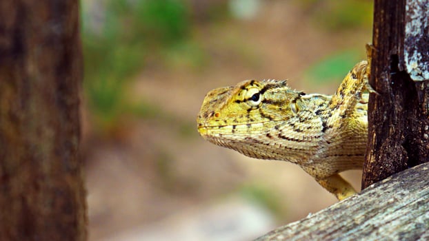 Chameleons or Javanese lizards walk in the trees in a natural atmosphere photo