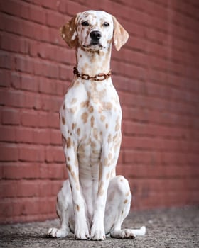 Dalmatian dog in the picturesque nature with a beautiful and cute face, black Dalmatian dog, lemon photo