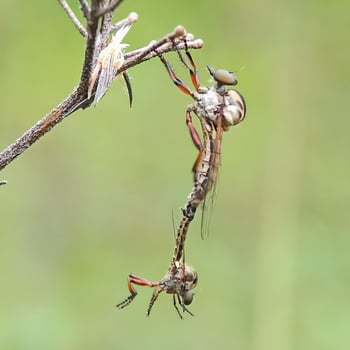 Insect in nature photo