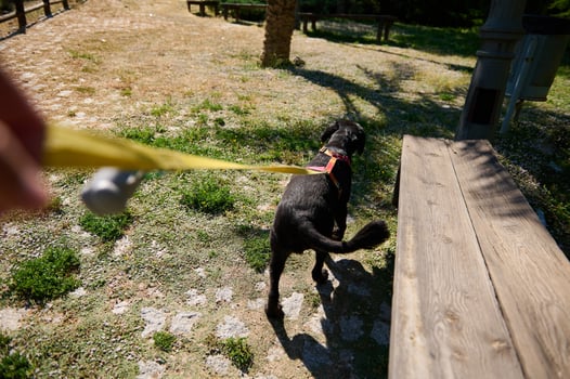Walking a pet dog on a sunny day in a park photo
