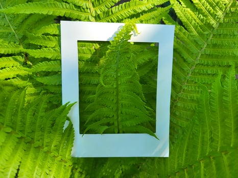 Fresh green fern branches and a cardboard white photo frame Flat surface, top view
