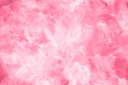 Abstract Colorful Feathers with Soft Textures on White and Pink Backgrounds, Valentine's Day Theme photo
