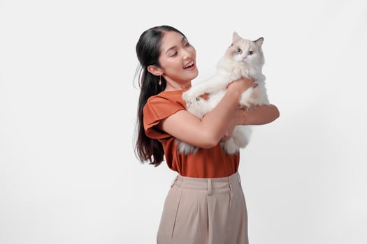 Pretty young Asian woman in a brown shirt is holding a white ragdoll cat and raising it high. photo