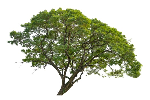 Tree isolated on white background, for architecture , advertising and design photo