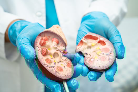Kidney disease, Chronic kidney disease ckd, Doctor hold human model to treat and study in hospital. photo