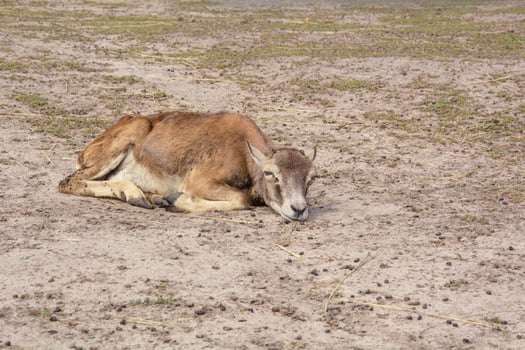 A brown goat laying down in a dirt field photo