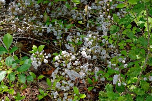 White mountain laurel blooming photo