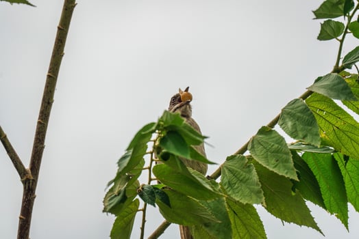 Streak eared bulbul bird perching and eating seed fruit on branch tree in tropical garden photo