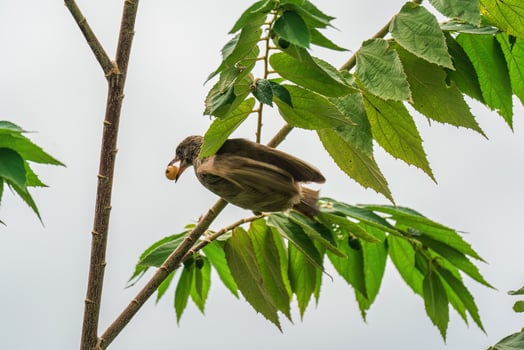 Streak eared bulbul bird perching and eating seed fruit on branch tree in tropical garden photo