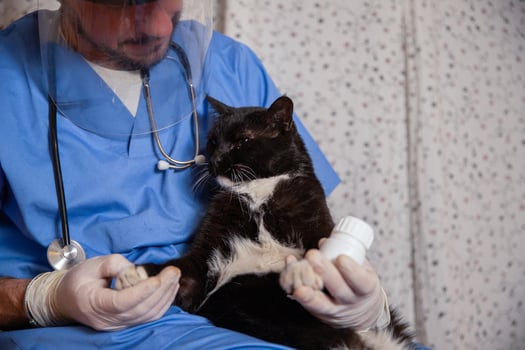 A vet administers medication to a cat, pet healthcare concept, copy space on the right photo