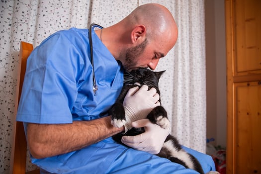 a vet is kissing a cat during a medical visit photo