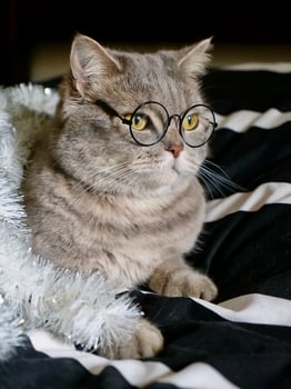 Scottish straight cat celebrates holiday eve Happy New Year 2025 and Merry Christmas , pet in glasses at home photo