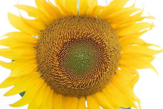 Beautiful yellow sunflower on a sunflower field close-up. Yellow sunflower with copyspace. Sunflower under a cloudy sky photo
