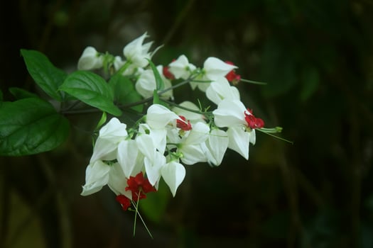 White and red Clerodendrum flowers grow beautifully photo