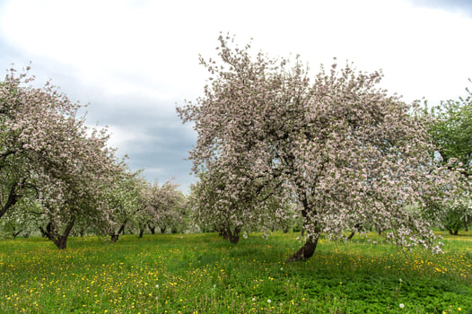 Blooming apple trees. White flowers on apple trees in garden. Spring garden with blooming plants photo