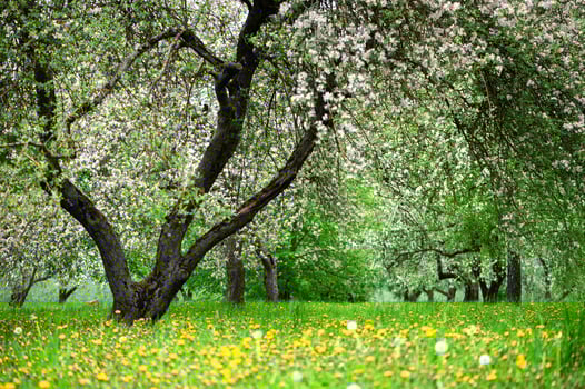 Blooming apple trees. White flowers on apple trees in garden. Spring garden with blooming plants photo