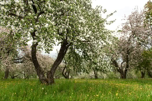 Blooming apple trees. White flowers on apple trees in garden. Spring garden with blooming plants photo