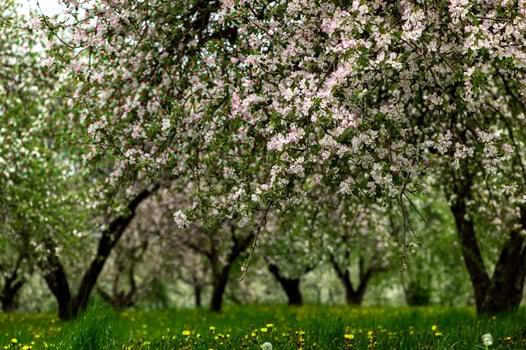 Blooming apple trees. White flowers on apple trees in garden. Spring garden with blooming plants photo