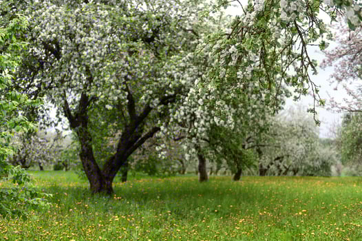 Blooming apple trees. White flowers on apple trees in garden. Spring garden with blooming plants photo