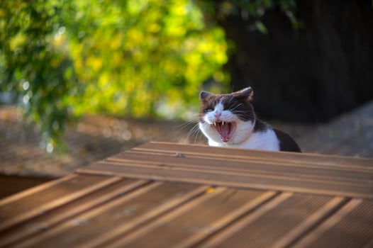 Cute british shorthair cat opens mouth wide in a teeth displaying, ferocious seeming yawn. This gives the appearance the cat may be yelling or shouting photo