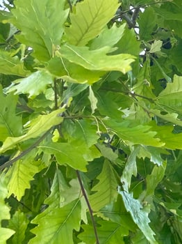 Bright young leaves photo