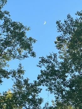 Moon above the Maples photo