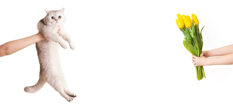 A banner with outstretched hands holding a bouquet of yellow tulips and a white cat photo