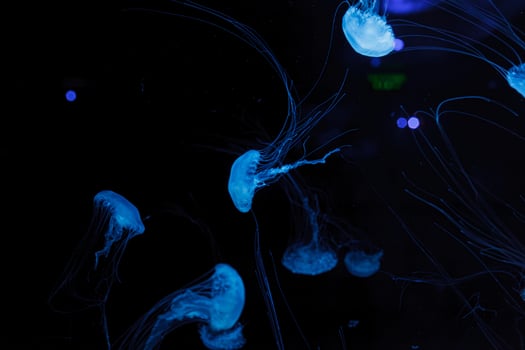 underwater photography of beautiful malaysian sea jellyfish chrysaora chinensis close up photo