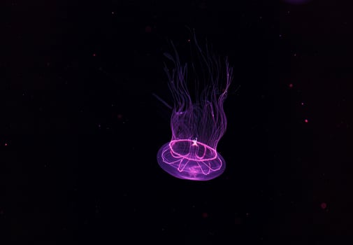 underwater photography of beautiful eirene lactoides jellyfish photo