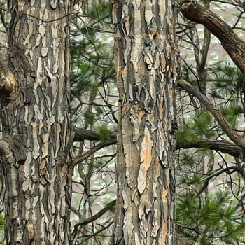 Pine Tree Hunting Camo Seamless photo