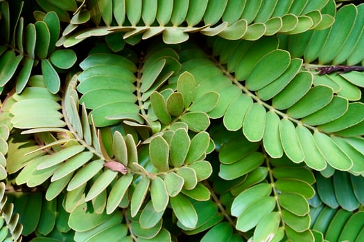 Beautiful green plant leaves zamia furfuracea botanical flora close up texture isolated on full frame horizontal ratio background for website and social media post wallpaper or backdrop. photo